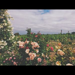 Meet your Posher, Emmy